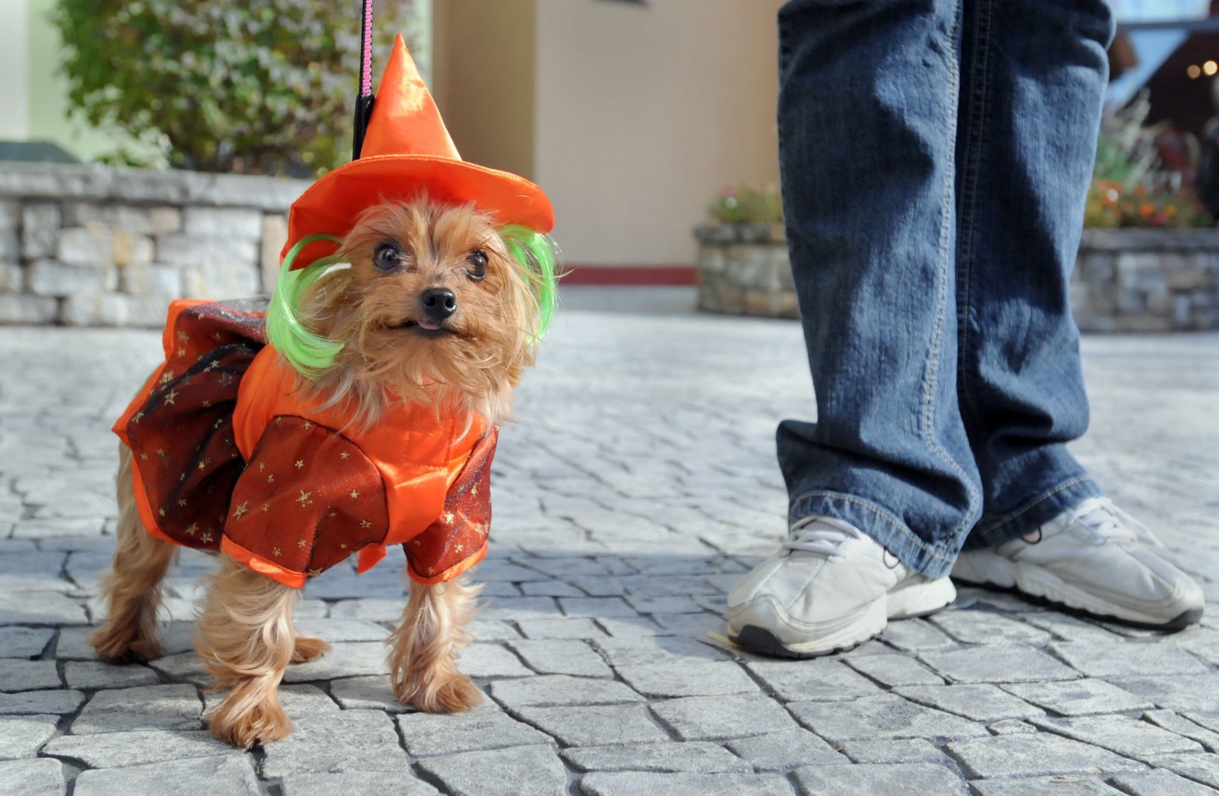 Terrier orange witch costume - cut for square
